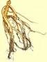 ginseng